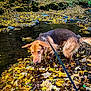 dog, leash, water, creek, autumn, leaves, forest, nature, outdoor, brown_dog, wet, trees, rocks, fall, canine, animal, park, daytime, ground, exploring