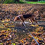 Loky participe au concours pour gagner de l'argent avec cette photo : dog, leash, stream, water, autumn, leaves, forest, tree, nature, outdoor, sunlight, walking, animal, brown_dog, seasonal, scenic, park, fall, calm, daylight