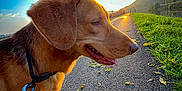 Loky participe au concours pour gagner de l'argent avec cette photo : dog, animal, pet, leash, outdoor, sunset, path, grass, river, hill, nature, walking, canine, leaves, sky, daytime, side_view, collar, pavement, landscape