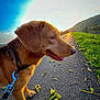 dog, animal, pet, leash, outdoor, sunset, path, grass, river, hill, nature, walking, canine, leaves, sky, daytime, side_view, collar, pavement, landscape