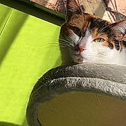 Nina participe au concours pour gagner de l'argent avec cette photo : animal, calico_cat, cat, cat_perch, closeup, cozy, curtain, domestic_cat, ears, feline, fur, green_wall, indoor, pet, relaxed, resting, sleepy, sunlight, whiskers, window_light