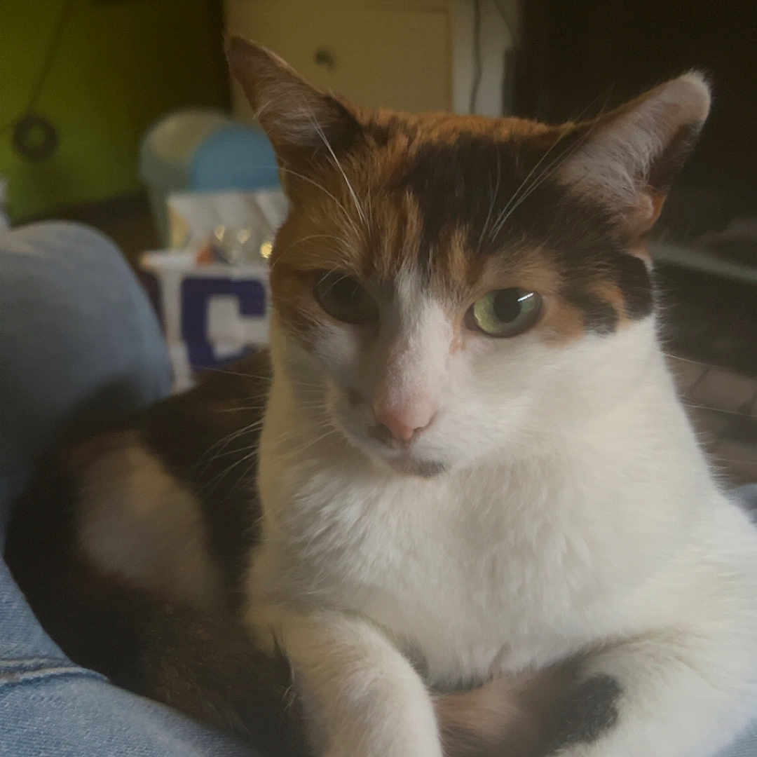 Nina a rejoint le concours — aidez-le/la à gagner de superbes lots ! animal, calico, casual, cat, closeup, cozy, cute, denim, feline, fur, home, indoor, legs, mammal, paws, pet, portrait, relaxed, resting, whiskers