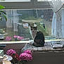 blanket, cat, cozy, curtains, cushion, decor, flowers, garden, home, indoor, leaves, peaceful, pink_flowers, plant, reflection, still_life, sunlight, table, vase, window