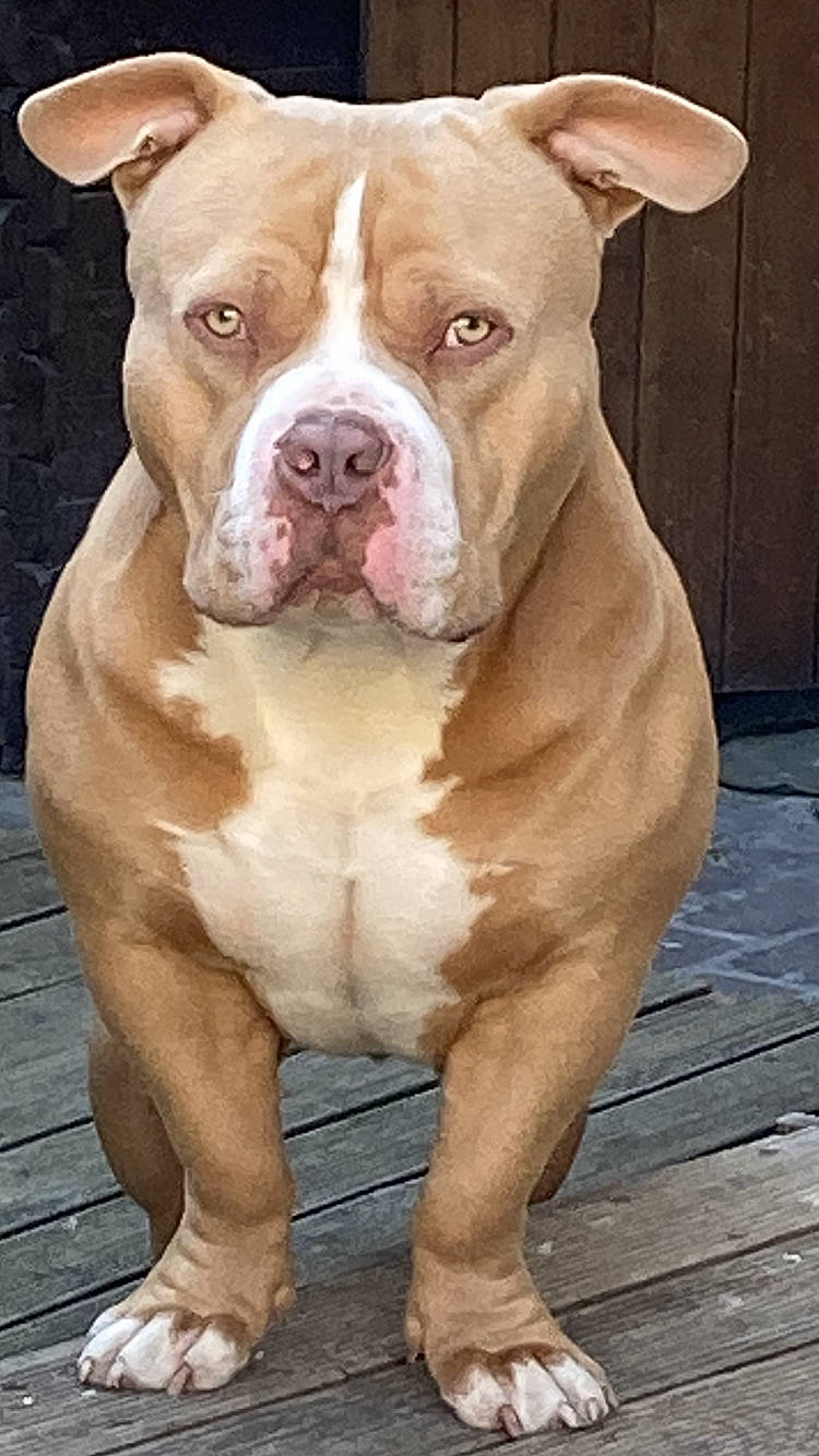 Gueko participe au concours pour gagner de l'argent avec cette photo : american_bulldog, american_pit_bull_terrier, american_staffordshire_terrier, ancient_dog_breeds, bulldog, canidae, carnivore, dog, dog_breed, fawn, mammal, molosser, non_sporting_group, nose, old_english_bulldog, olde_english_bulldogge, pit_bull, rare_breed_dog, snout, vertebrate