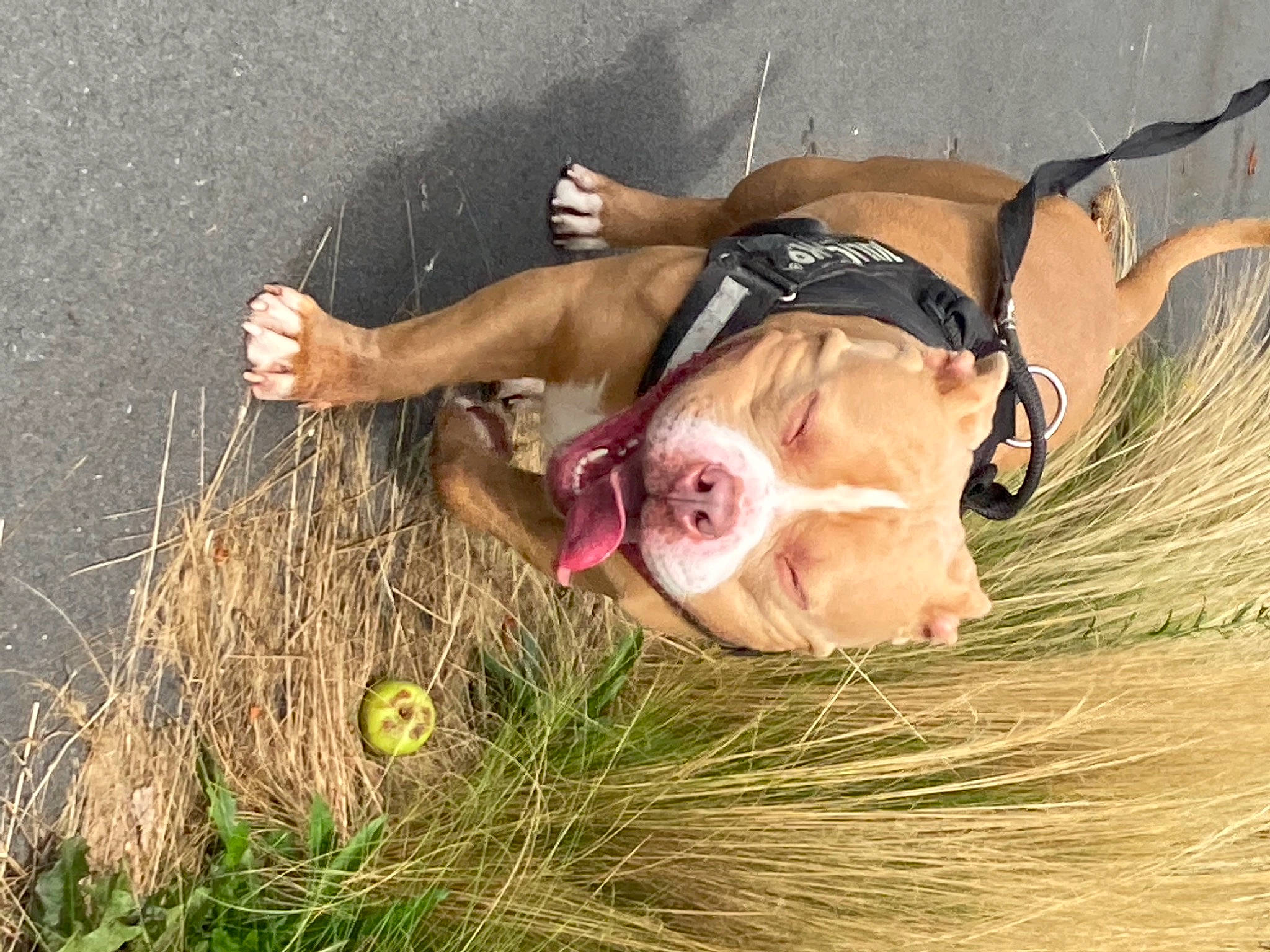 Gueko participe au concours pour gagner de l'argent avec cette photo : american_pit_bull_terrier, american_staffordshire_terrier, canidae, dog, dog_breed, fawn, fun, grass, non_sporting_group, sporting_group, weimaraner