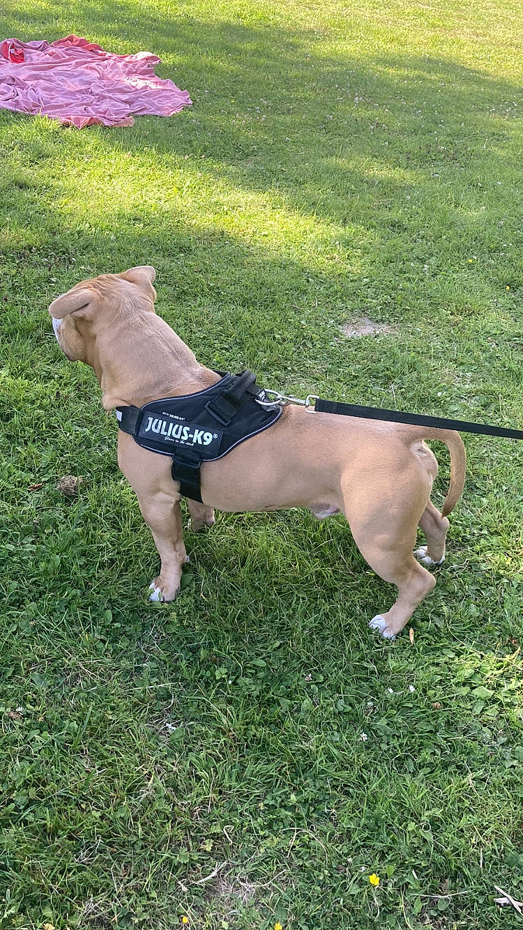 Gueko a rejoint le concours — aidez-le/la à gagner de superbes lots ! american_pit_bull_terrier, boerboel, canidae, carnivore, companion_dog, dog, dog_breed, dog_walking, fawn, grass, lawn, plant, sporting_group, tail
