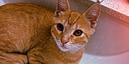 Charlie is registered to the contest to win money with this photo: cat, ginger_cat, sink, bathroom, toothbrush, toothpaste, curled_up, pet, domestic_animal, feline, fur, ears, whiskers, face, eyes, water_faucet, countertop, relaxed, indoor, cute