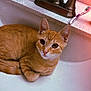 cat, ginger_cat, sink, bathroom, toothbrush, toothpaste, curled_up, pet, domestic_animal, feline, fur, ears, whiskers, face, eyes, water_faucet, countertop, relaxed, indoor, cute
