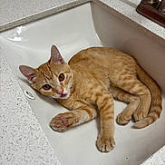 Charlie is registered to the contest to win money with this photo: cat, kitten, orange_tabby, sink, bathroom, countertop, faucet, pet, animal, paw, curious, indoor, white, relaxing, young_cat, looking_up, playful, domestic_cat, closeup, fur