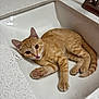 cat, kitten, orange_tabby, sink, bathroom, countertop, faucet, pet, animal, paw, curious, indoor, white, relaxing, young_cat, looking_up, playful, domestic_cat, closeup, fur