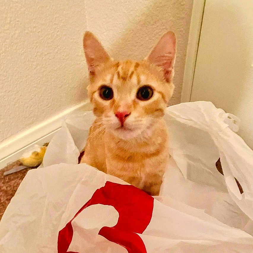 Charlie is registered to the contest to win money with this photo: animal, cat, close_up, curious, cute, domestic_animal, ears, eyes, feline, floor, fur, indoor, looking_at_camera, nose, orange_tabby, pet, plastic_bag, sitting, wall, whiskers