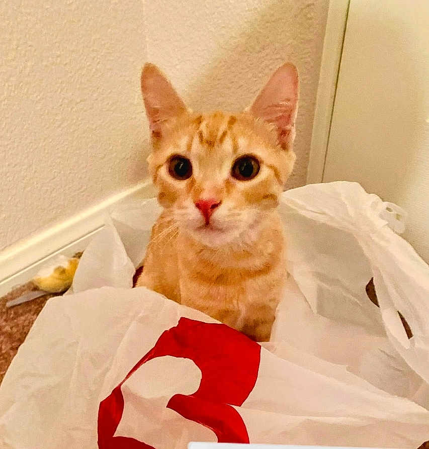Charlie is registered to the contest to win money with this photo: cat, orange_tabby, plastic_bag, indoor, pet, curious, looking_at_camera, whiskers, ears, fur, floor, wall, domestic_animal, cute, animal, feline, close_up, sitting, eyes, nose