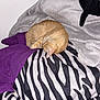 Charlie is registered to the contest to win money with this photo: cat, orange_cat, sleeping, bed, blanket, zebra_stripe, purple_sheet, gray_blanket, furniture, indoor, pet, cozy, curled_up, fur, resting, animal, soft_texture, domestic, cute, relaxing