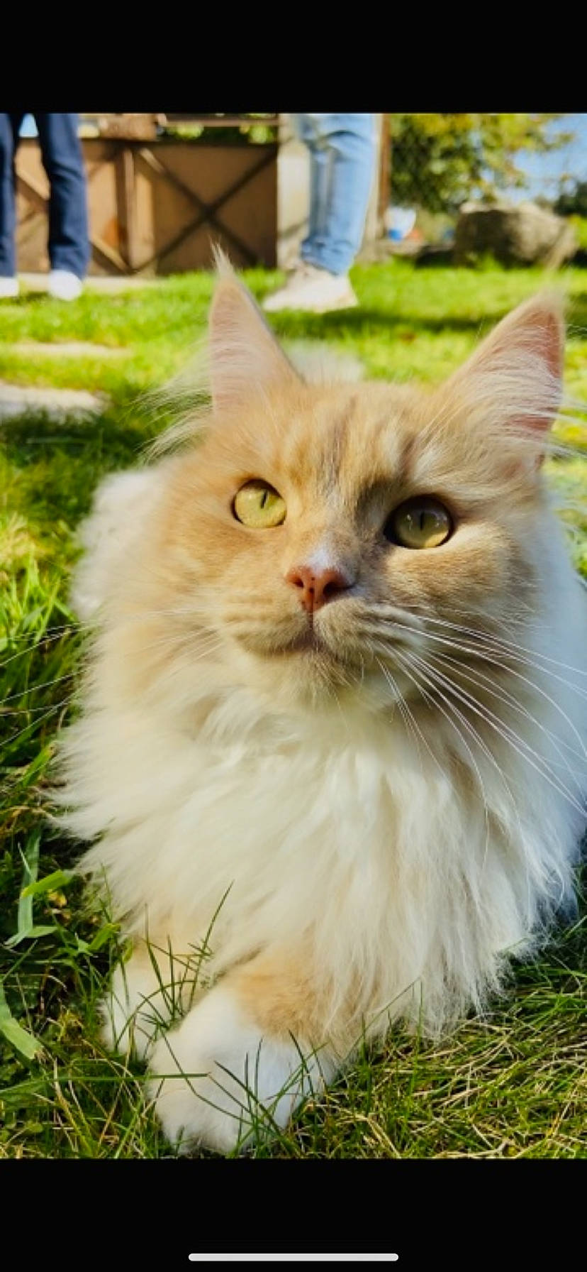 Barney participe au concours pour gagner de l'argent avec cette photo : art, carnivore, cat, fawn, felidae, fur, grass, herb, maine_coon, plant, small_to_medium_sized_cats, snout, tree, vehicle_registration_plate, whiskers, window, wood
