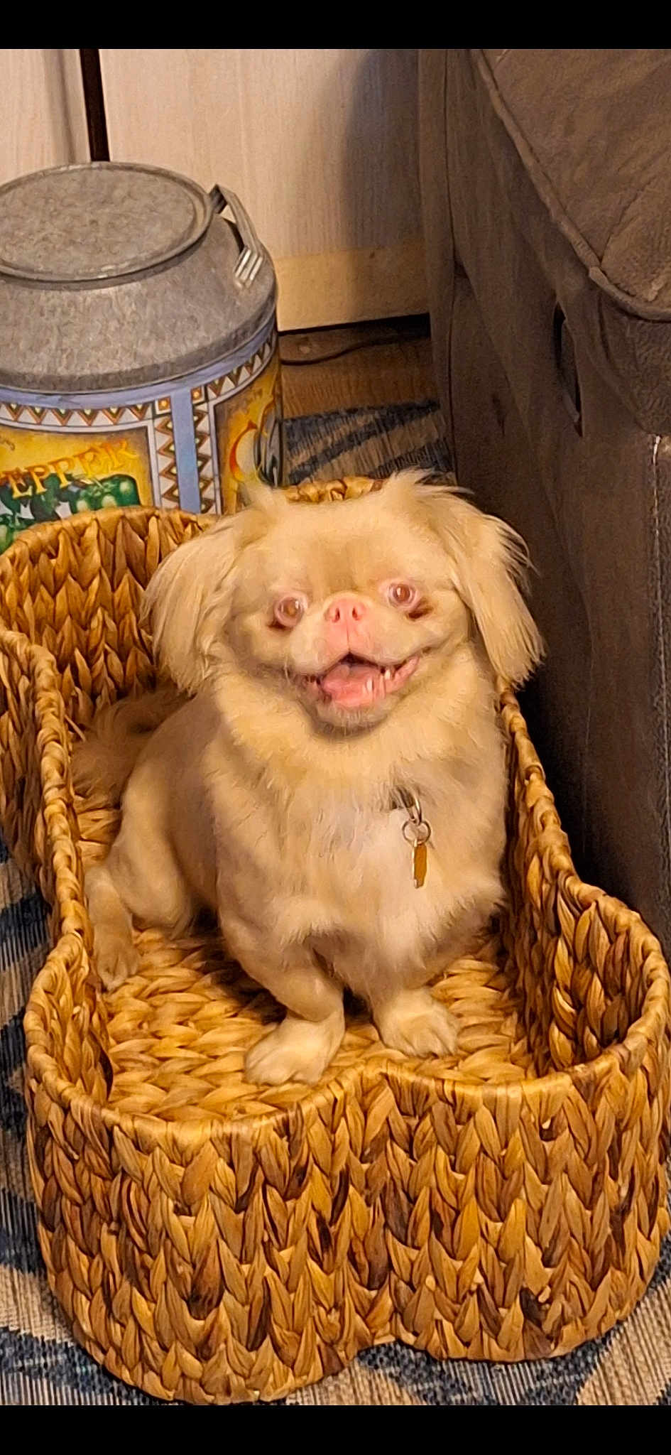 Gizmo