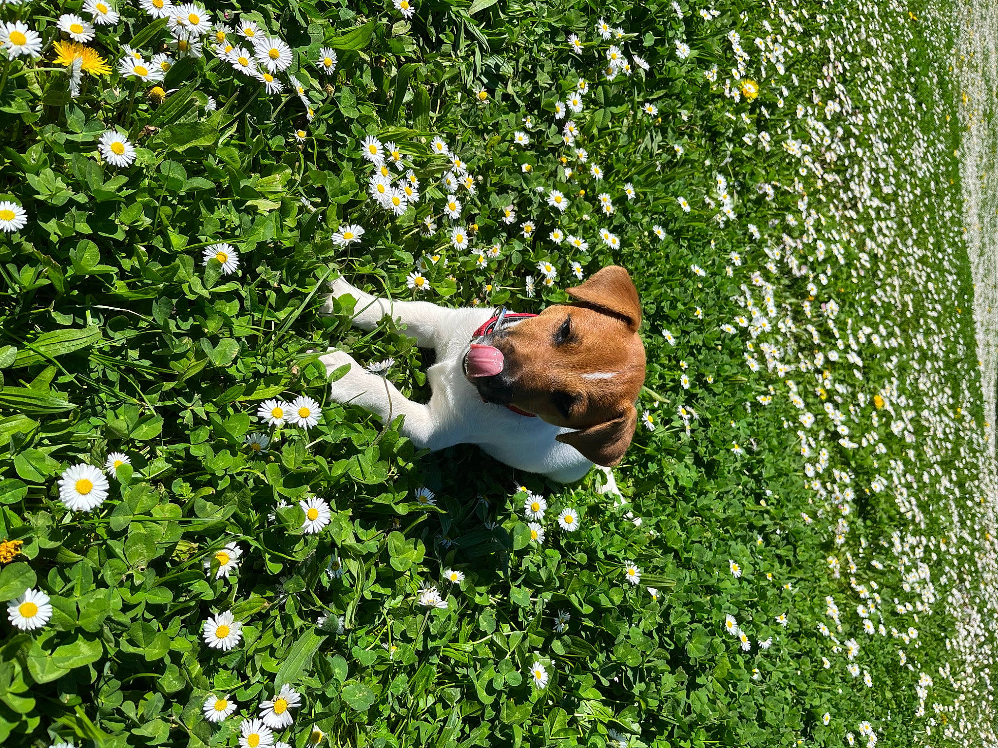 Trooper a rejoint le concours — aidez-le/la à gagner de superbes lots ! annual_plant, art, camomile, chamaemelum_nobile, flower, flowering_plant, garden, grass, grass_family, grassland, groundcover, lawn, leisure, meadow, people_in_nature, petal, plant, shrub, tree, wildflower