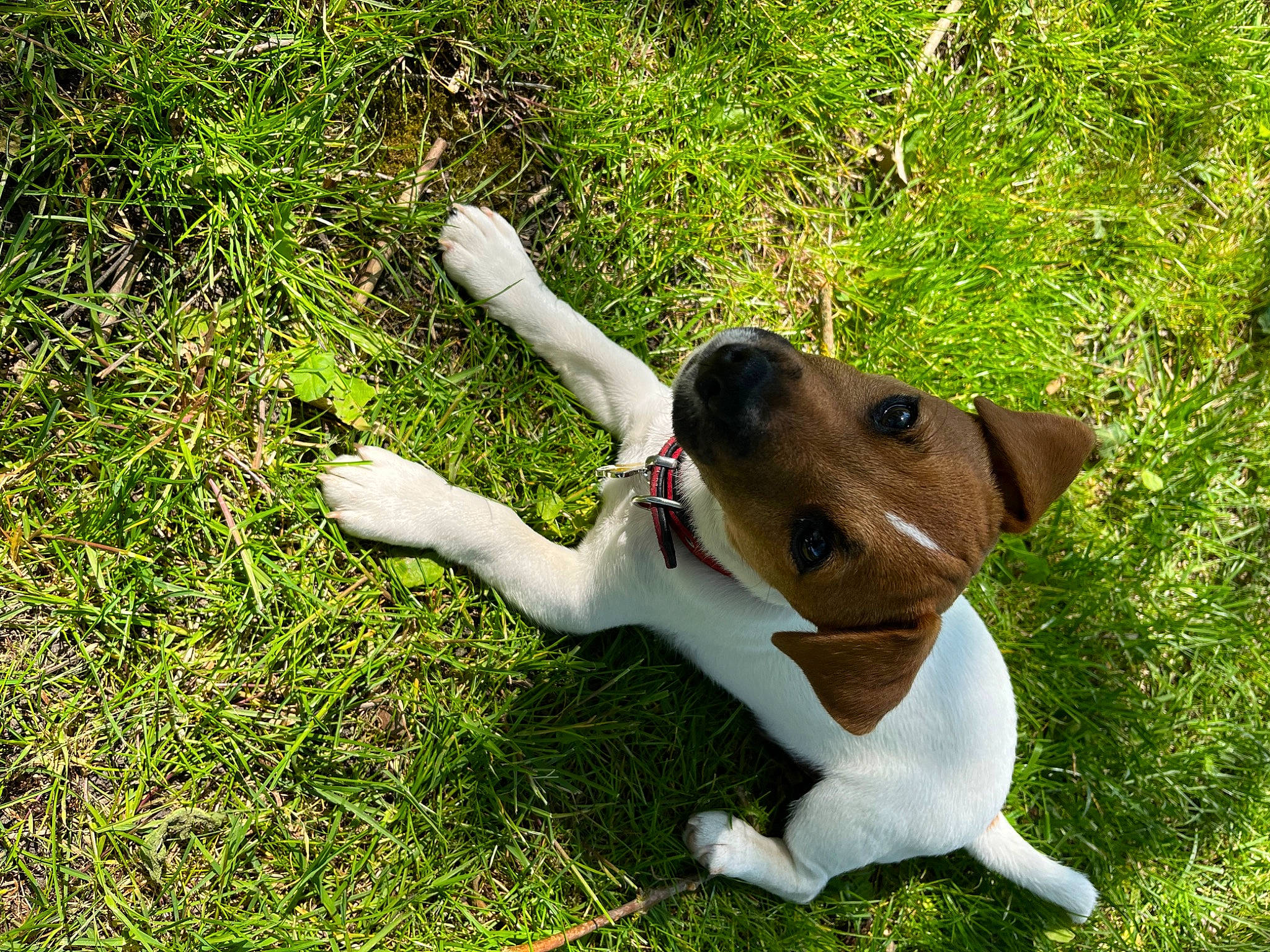 Trooper participe au concours pour gagner de l'argent avec cette photo : canidae, carnivore, chilean_fox_terrier, collar, companion_dog, dog, dog_breed, dog_collar, dog_supply, fawn, grass, groundcover, guard_dog, hound, paw, snout, sporting_group, tail, working_animal, working_dog