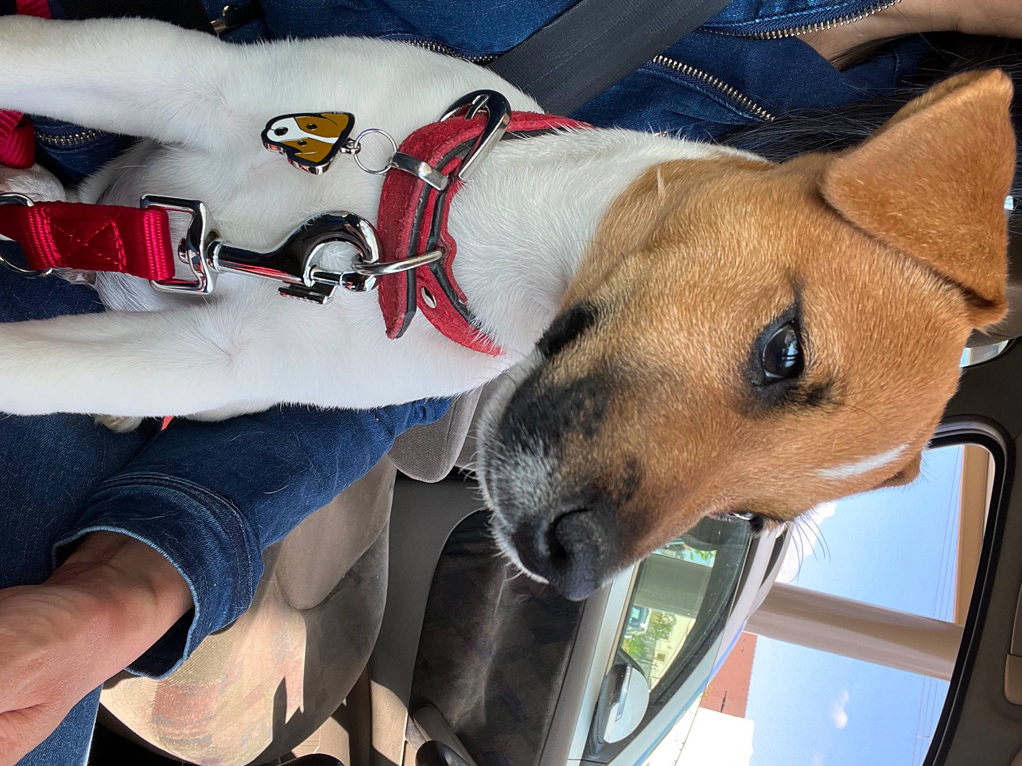 Trooper participe au concours pour gagner de l'argent avec cette photo : automotive_exterior, automotive_lighting, car, carnivore, collar, companion_dog, dog, dog_breed, dog_collar, dog_supply, fashion_accessory, fawn, hat, pet_supply, snout, vehicle, vehicle_door, whiskers, windshield, working_animal