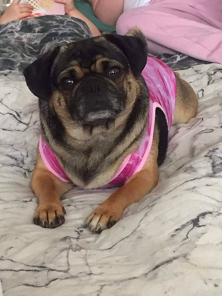 Ethel joined the competition — help win amazing prizes! canidae, carnivore, comfort, companion_dog, dog, dog_breed, fawn, grass, molosser, pink, plant, pug, puppy, purple, snout, sporting_group, toy_dog, working_animal, working_dog, wrinkle