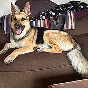 Bonzo joined the competition — help win amazing prizes! dog, german_shepherd, pet, canine, animal, indoor, couch, pillow, blanket, tongue_out, ears_up, fur, tail, relaxed, domestic, brown, black, beige, happy, smiling
