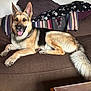dog, german_shepherd, pet, canine, animal, indoor, couch, pillow, blanket, tongue_out, ears_up, fur, tail, relaxed, domestic, brown, black, beige, happy, smiling