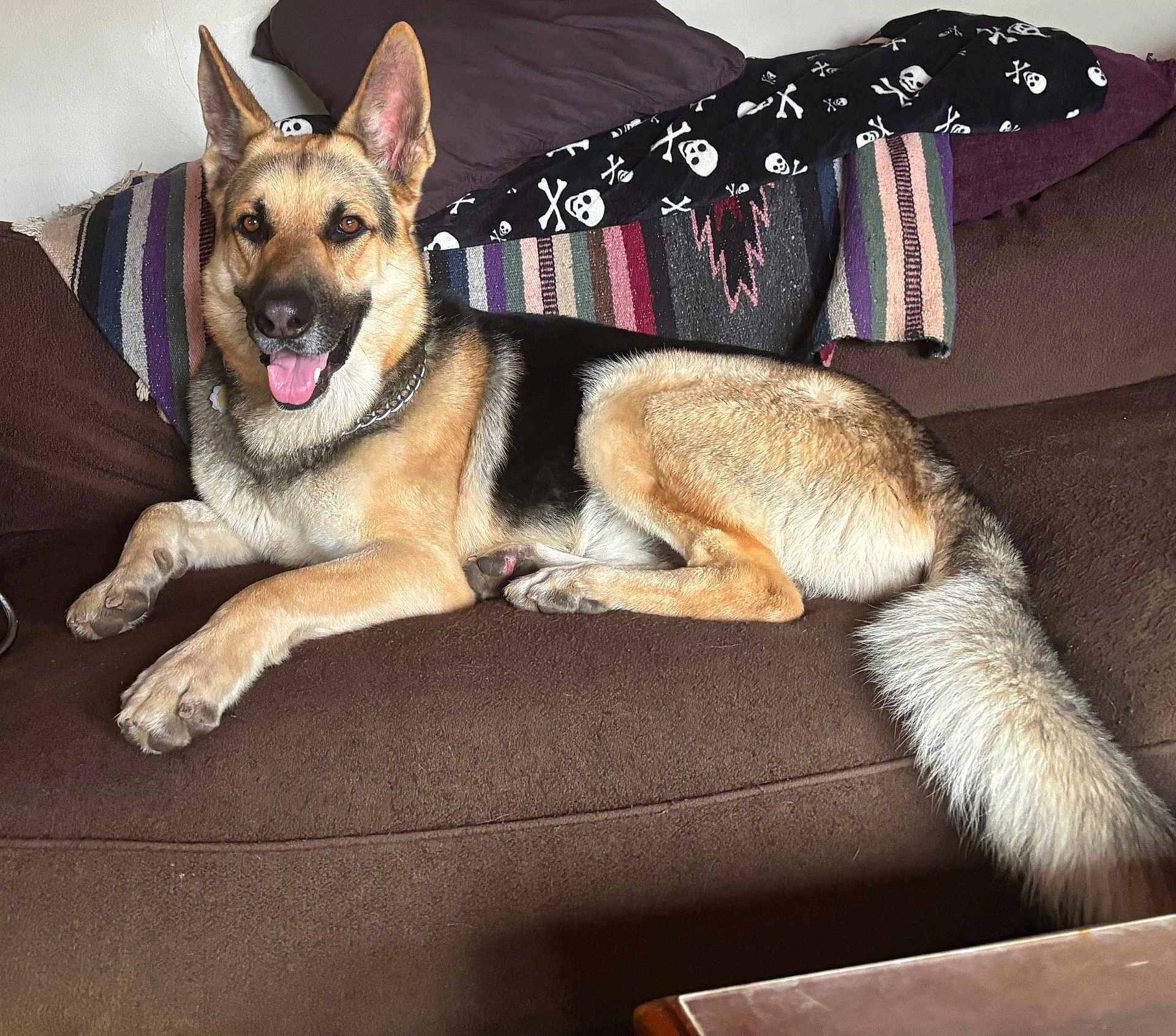 Bonzo