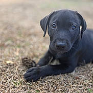 Falkor is registered to the contest to win money with this photo: puppy, dog, black_dog, young_dog, grass, outdoor, nature, animal, pet, lying_down, close_up, cute, adorable, canine, fur, portrait, mammal, playful, looking_at_camera, young_animal