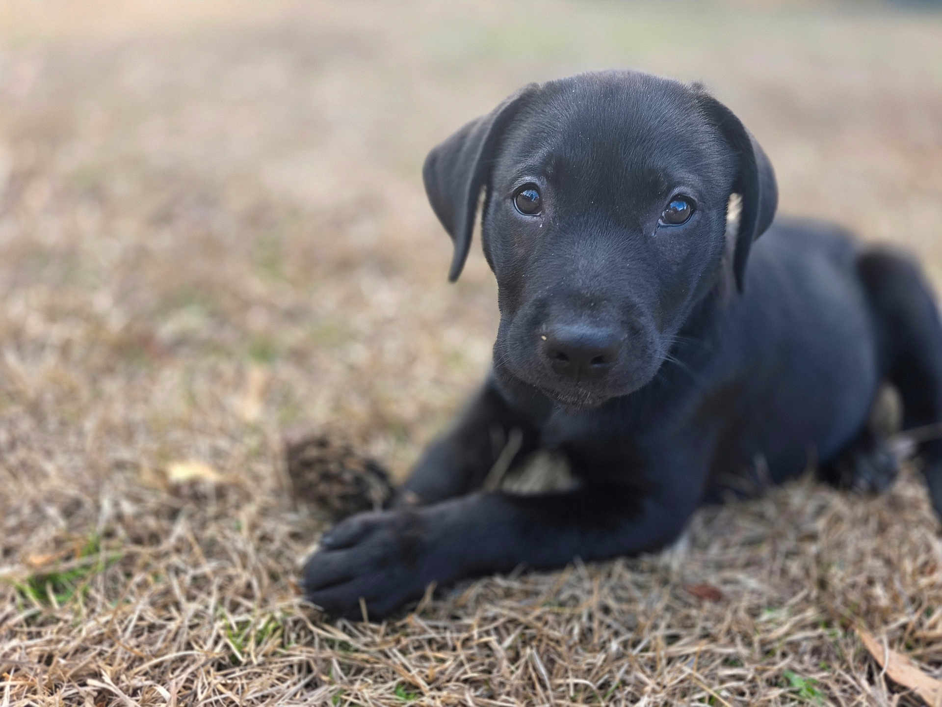 Falkor is registered to the contest to win money with this photo: puppy, dog, black_dog, young_dog, grass, outdoor, nature, animal, pet, lying_down, close_up, cute, adorable, canine, fur, portrait, mammal, playful, looking_at_camera, young_animal