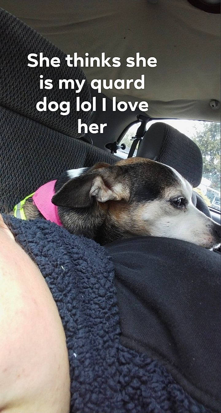 Lyric is registered to the contest to win money with this photo: canidae, car_seat, carnivore, collar, comfort, companion_dog, dog, dog_breed, fashion_accessory, font, fur, linens, mammal, paw, photo_caption, snout, thigh, vertebrate, whiskers, wrist