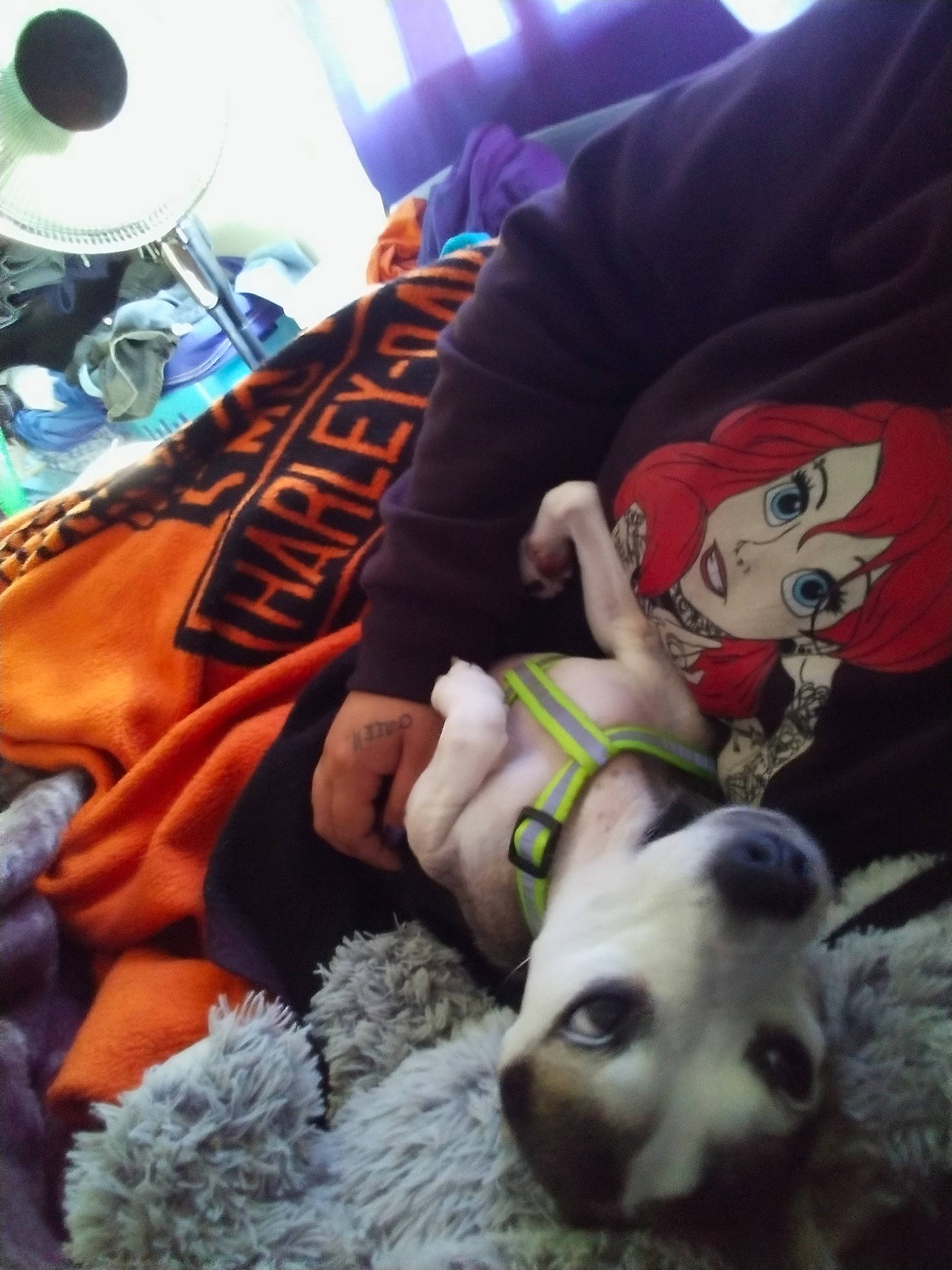 Lyric joined the competition — help win amazing prizes! audio_equipment, canidae, carnivore, comfort, companion_dog, dog, dog_breed, fawn, felidae, fur, linens, plush, selfie, small_to_medium_sized_cats, snout, stuffed_toy, textile, toy, toy_dog, whiskers