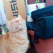 Morris joined the competition — help win amazing prizes! cat, orange_tabby, animal, pet, feline, outdoor, cardboard_box, flower_pot, wooden_deck, plant, container, fur, whiskers, closeup, happy, eyes_closed, domestic, tabby_pattern, relaxed, nature