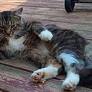 Phat-Fat joined the competition — help win amazing prizes! cat, tabby, fluffy, relaxed, outdoor, wooden_deck, paws, stretching, fur, animal, pet, sleepy, nature, leaves, daylight, closeup, whiskers, tail, resting, domestic_cat
