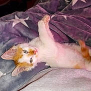 Rufus joined the competition — help win amazing prizes! kitten, cat, orange_and_white, blanket, star_pattern, soft_texture, relaxed, sleepy, pet, fur, whiskers, paw, cute, indoor, cozy, animal, young, resting, comfort, domestic