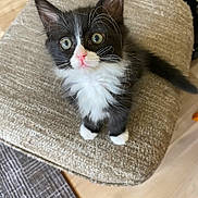 Milat is registered to the contest to win money with this photo: kitten, cat, black_and_white, fluffy, pet, cute, sitting, curious, indoor, cushion, textured, floor, rug, whiskers, pink_nose, tail, home, young_animal, fur, close_up