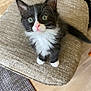 kitten, cat, black_and_white, fluffy, pet, cute, sitting, curious, indoor, cushion, textured, floor, rug, whiskers, pink_nose, tail, home, young_animal, fur, close_up
