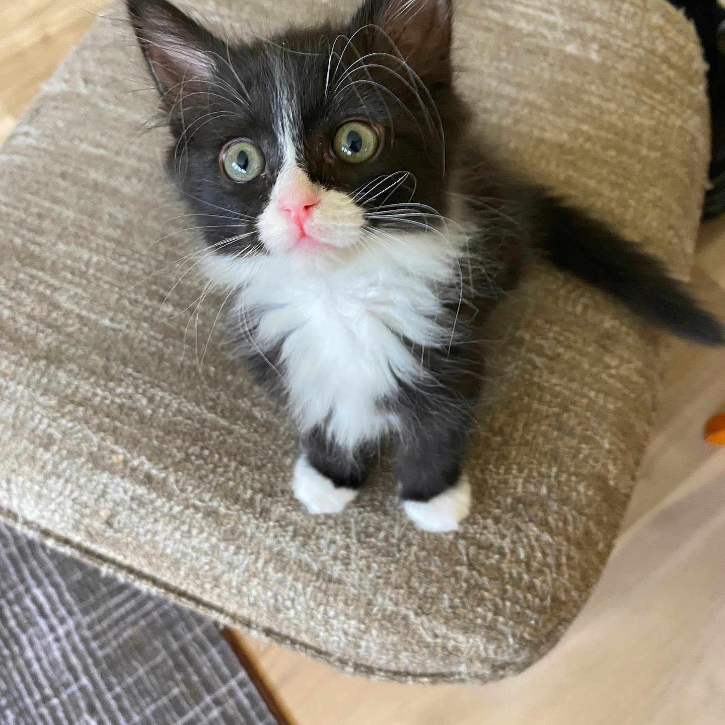 Milat is registered to the contest to win money with this photo: black_and_white, cat, close_up, curious, cushion, cute, floor, fluffy, fur, home, indoor, kitten, pet, pink_nose, rug, sitting, tail, textured, whiskers, young_animal