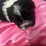 adorable, animal, black_and_white, blanket, closeup, comfort, cozy, cute, dog, fur, fur_texture, indoors, napping, pet, pink, puppy, resting, sleeping, soft, young