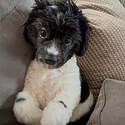 Luna is registered to the contest to win money with this photo: adorable, animal, black_and_white, closeup, companion, couch, cozy, cute, dog, domestic, fluffy, fur, indoor, looking_up, pet, pillows, puppy, sitting, small, young