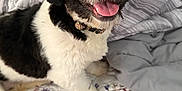 Luna is registered to the contest to win money with this photo: animal, bedspread, black_and_white, blanket, close_up, collar, companion, cozy, cute, dog, floral_pattern, fluffy, fur, happy, home, indoor, paw, pet, smiling, tongue_out