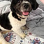 animal, bedspread, black_and_white, blanket, close_up, collar, companion, cozy, cute, dog, floral_pattern, fluffy, fur, happy, home, indoor, paw, pet, smiling, tongue_out