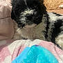 Luna is registered to the contest to win money with this photo: animal, black_and_white, blanket, closeup, colorful, comfort, cozy, cute, dog, domestic, fluffy, fur, indoor, pet, puppy, relaxed, resting, soft, warm, young