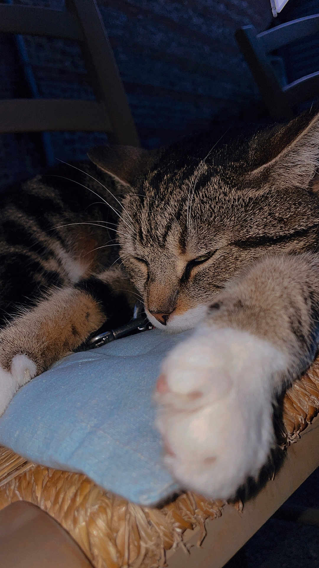 Snoopy participe au concours pour gagner de l'argent avec cette photo : cat, tabby, sleeping, paw, cushion, chair, close_up, indoor, feline, relaxed, resting, whiskers, fur, pet, domestic_animal, household, cozy, calm, animal, napping