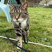 Snoopy participe au concours pour gagner de l'argent avec cette photo : cat, tabby, grass, leash, harness, outdoor, chair, fence, tree, flowering_tree, pet, animal, nature, playful, spring, greenery, closeup, walking, daylight, garden