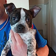 Oreo joined the competition — help win amazing prizes! puppy, dog, pet, indoor, person, hand, blue_shirt, ears, fur, curious, young_dog, holding, portrait, close_up, face, canine, animal, domestic_animal, walls, door