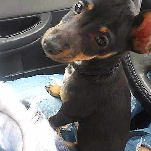 Gizmo
