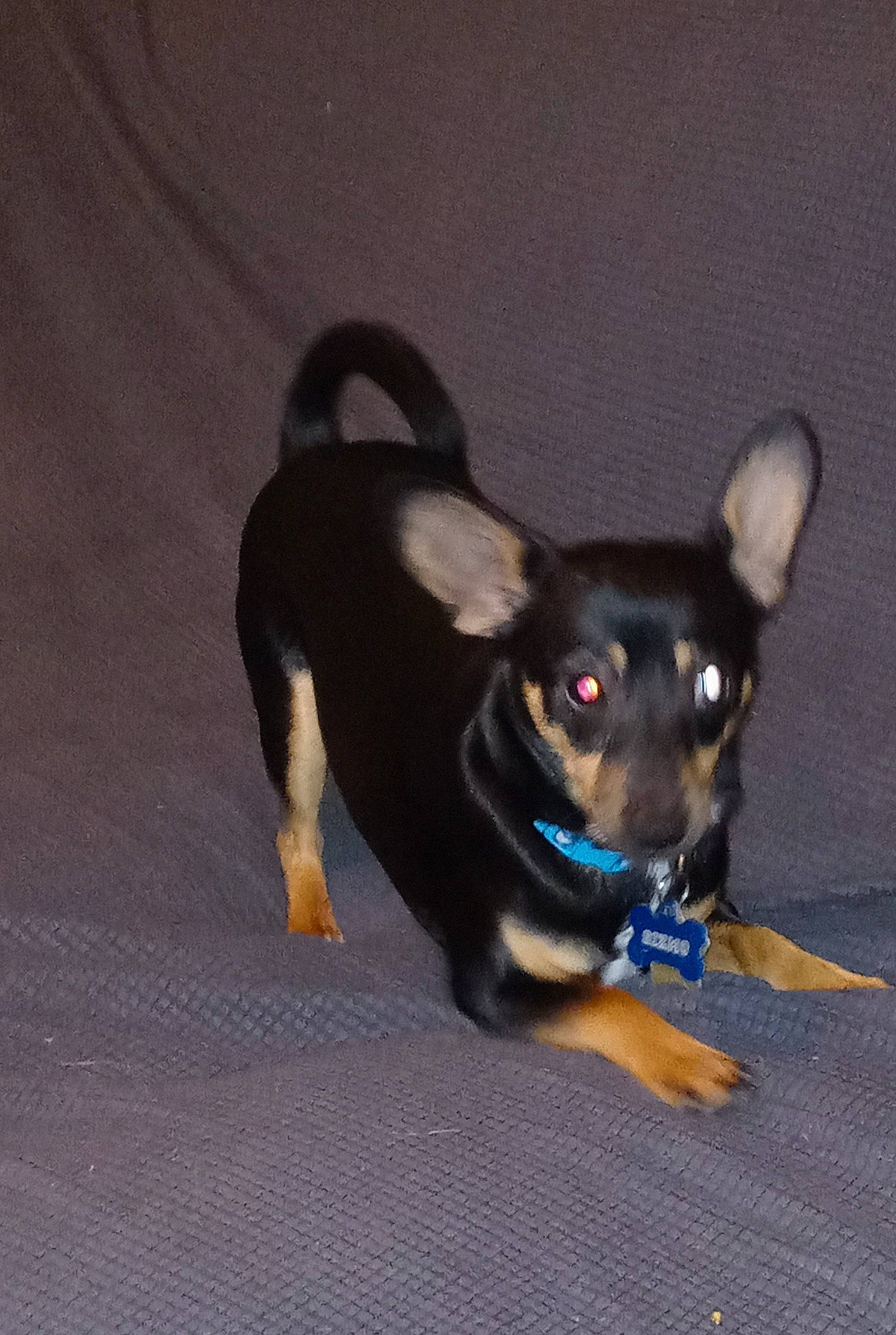 Gizmo is registered to the contest to win money with this photo: canidae, carnivore, chihuahua, collar, companion_dog, dog, dog_breed, dog_supply, electric_blue, fashion_accessory, fawn, fur, paw, pet_supply, russkiy_toy, snout, sporting_group, toy_dog, whiskers, working_animal