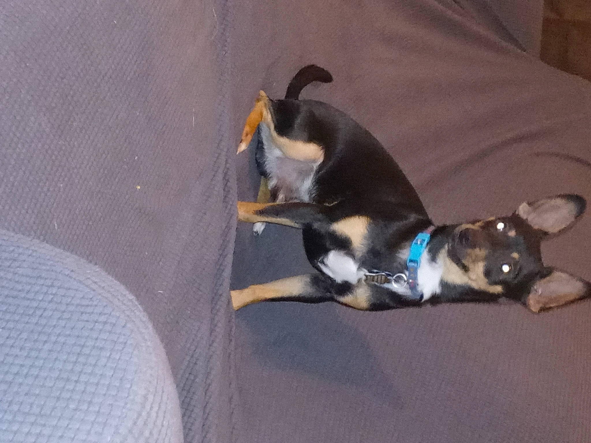 Gizmo joined the competition — help win amazing prizes! boston_terrier, carnivore, comfort, companion_dog, dog, dog_breed, felidae, flooring, guard_dog, paw, pinscher, scent_hound, small_to_medium_sized_cats, sporting_group, tail, toy_dog, whiskers, working_dog