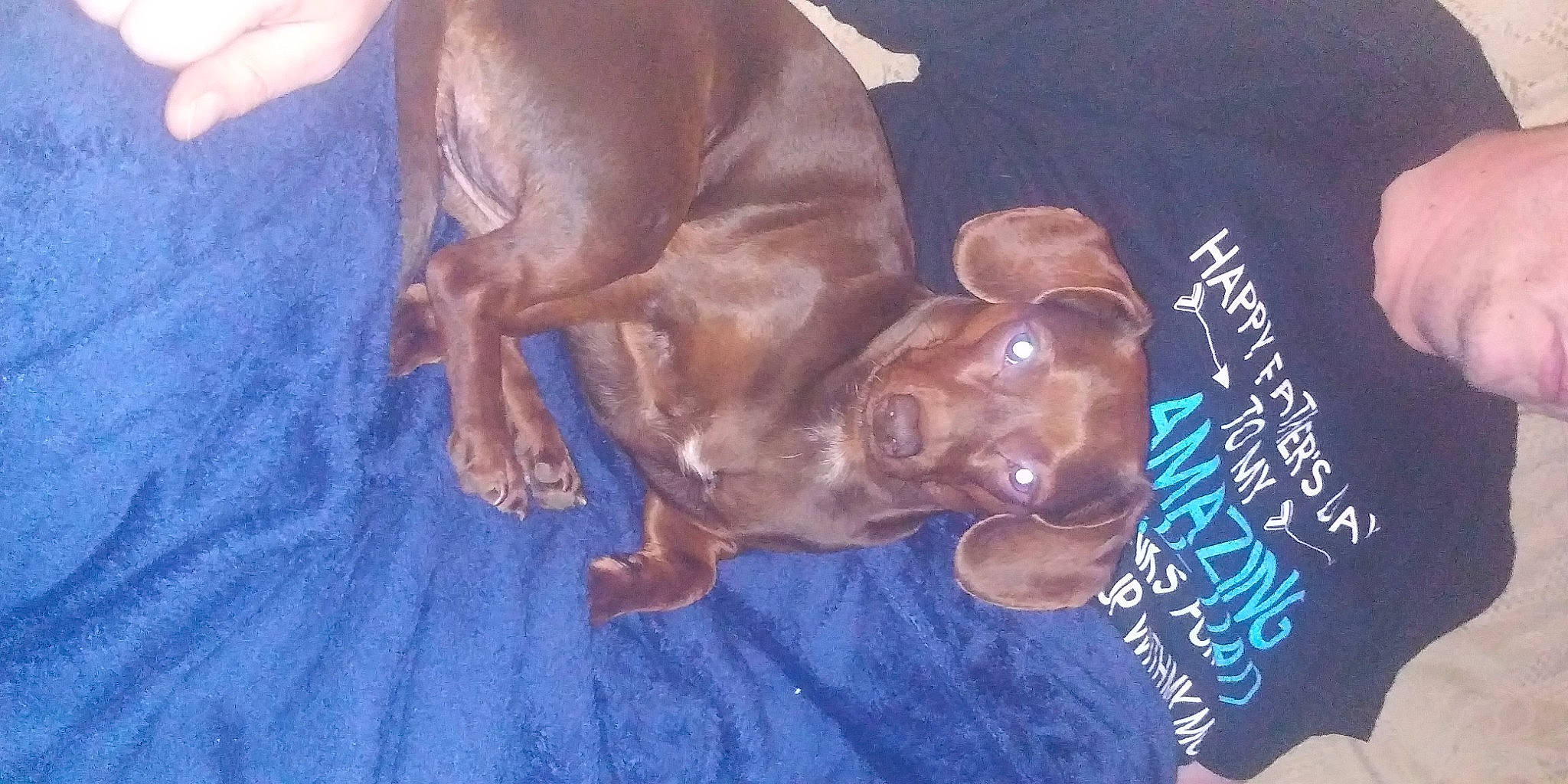 Coco is registered to the contest to win money with this photo: art, canidae, carnivore, comfort, companion_dog, dog, dog_breed, ear, electric_blue, fawn, fur, guard_dog, handwriting, hunting_dog, liver, non_sporting_group, pointing_breed, sporting_group, tail, working_animal