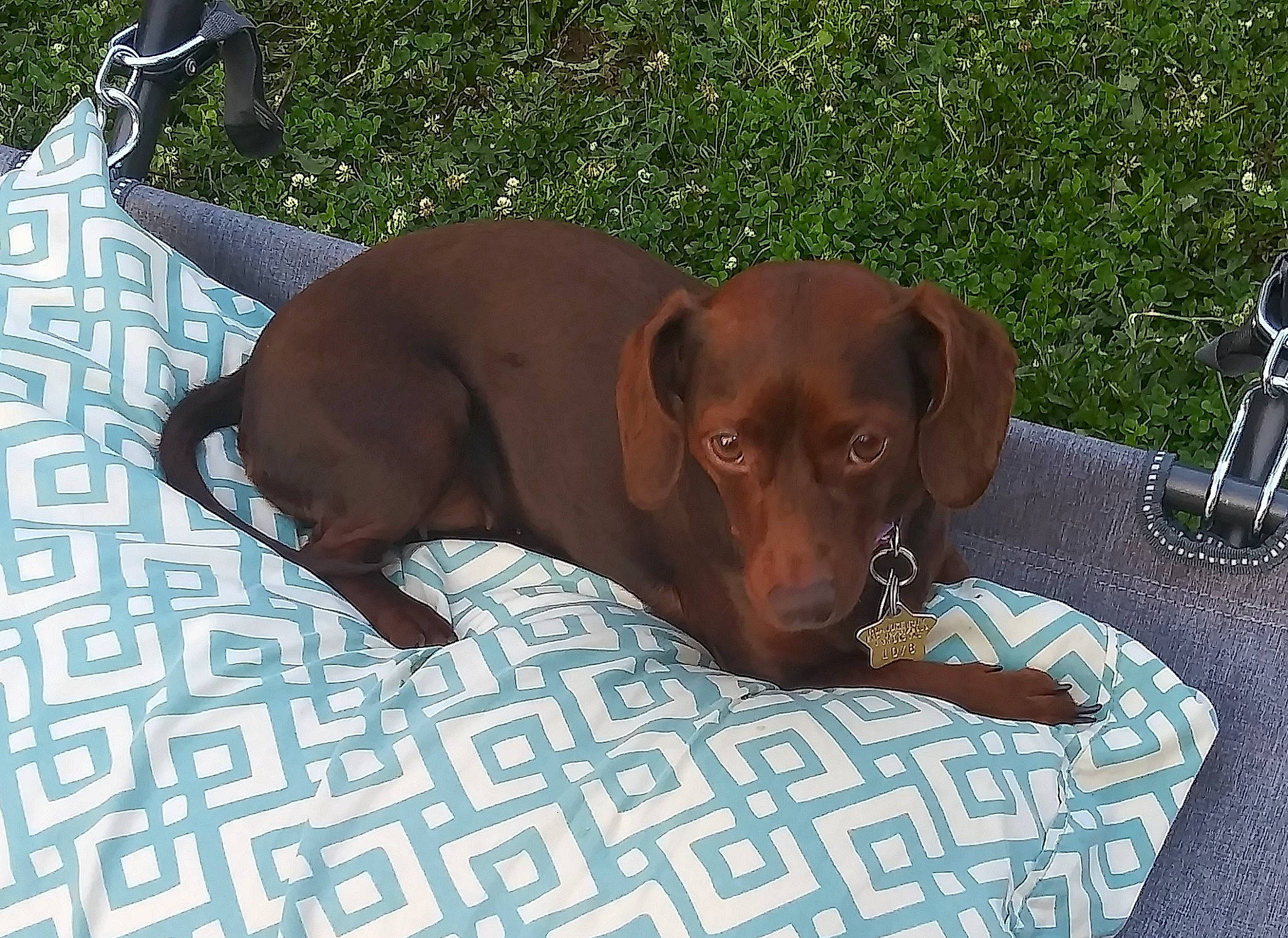 Coco joined the competition — help win amazing prizes! canidae, carnivore, chair, collar, comfort, companion_dog, dog, dog_breed, dog_collar, dog_supply, fawn, gun_dog, hound, liver, pet_supply, puppy, scent_hound, snout, sporting_group, working_animal