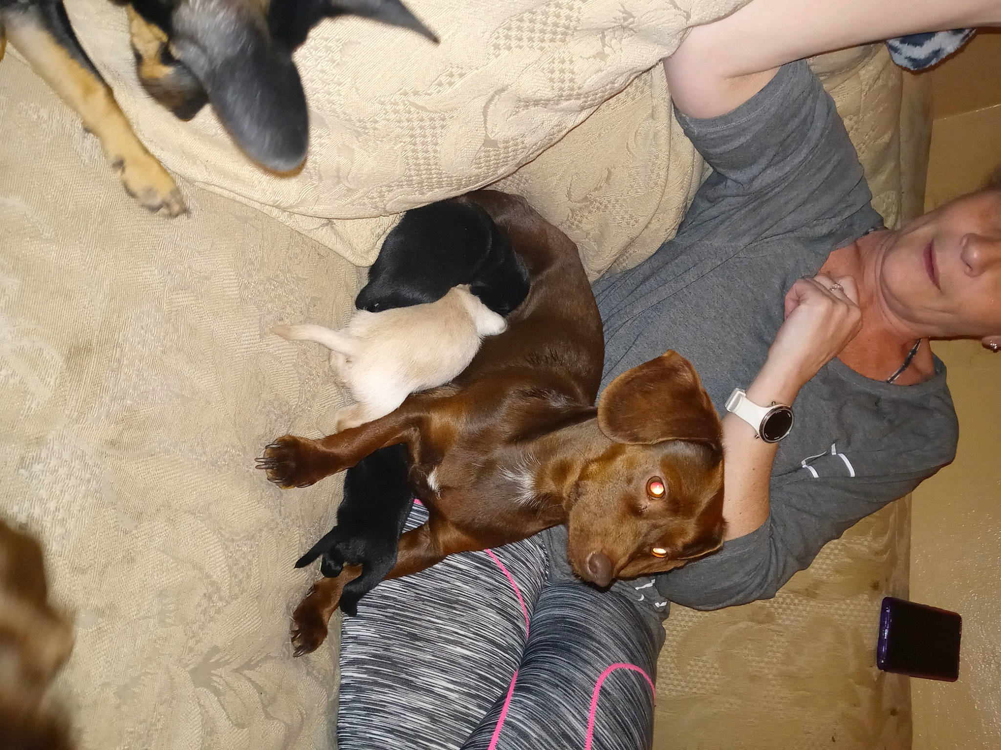 Coco is registered to the contest to win money with this photo: canidae, carnivore, comfort, companion_dog, dog, dog_breed, ear, fawn, fun, fur, hat, liver, mammal, non_sporting_group, smile, sporting_group, vertebrate, watch, working_animal